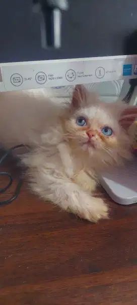 Jual kitten ,betina usia 2 bln flat nuse 400.000