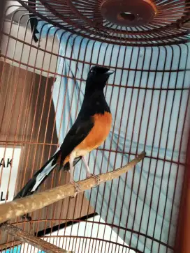 Jual burung muray MH ekor kewer,, klwer bonus cewean produksi lancar