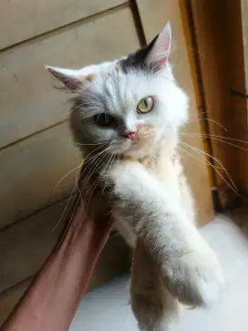 Kucing ras flatnose betina