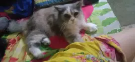 Dijual kucing Persia medium