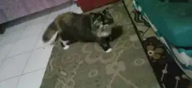 Dijual kucing himalaya tortie