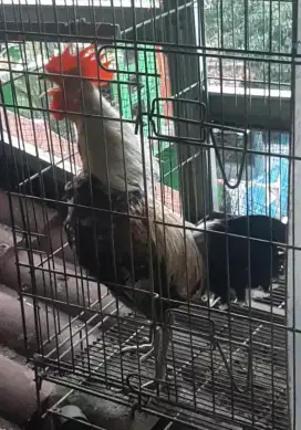 Ayam ketawa disko