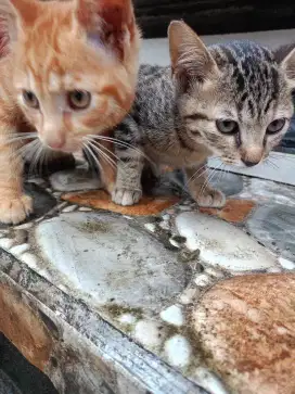 Kucing indukan persia. Jantannya kucing biasa.