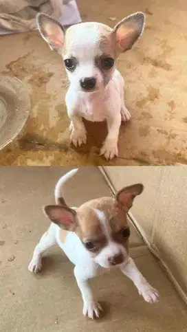Anak anjing Chihuahua