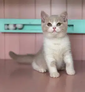 Kitten british short hair