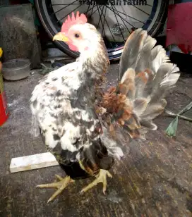 Ayam Serama jantan remaja.warna bgs.di Jagakarsa Jakarta Selatan
