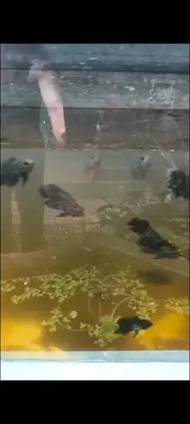 Jual ikan hias oscar ukuran korek kayu