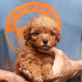 Red Poodle stambum