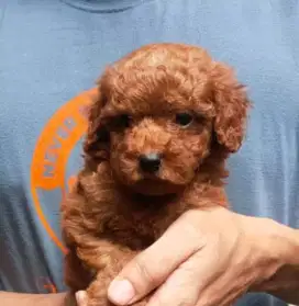 Anakan red poodle stambum vaksin