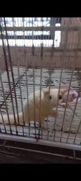 Sugar Glider SG Leucistic