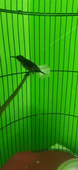 Burung kolibri ninja trotol