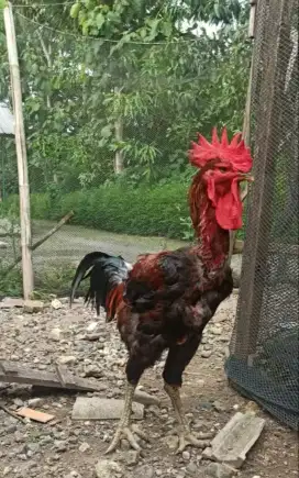 Dere ayam pelung jumbo trah bagus