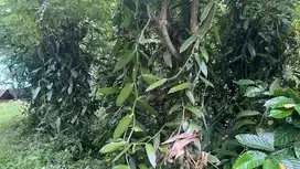 jual tanah kebun produktif luas 1900 m2 harga murah di tabanan bali.