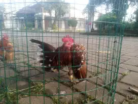 Ayam serama berbagai kualitas