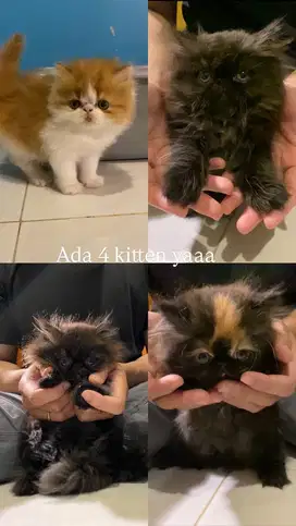 Dijual Kucing ( Kitten )