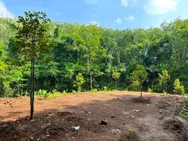 Kebun Buah Murah dikerjo karanganyar