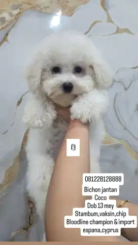 Bichon frise jantan
