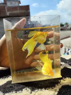 Ikan molly veiltail jumbo