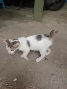 Lepas Adopsi Kitten