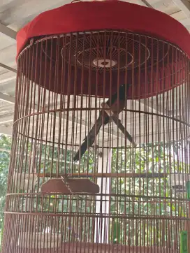 Murai Batu Super Gacor