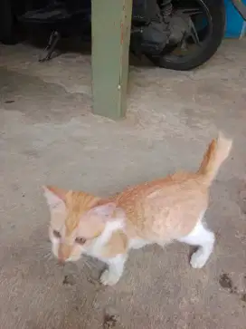 Lepas Adopsi Kitten