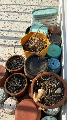 Jual Pot Tanaman Bekas Sepaket Murah