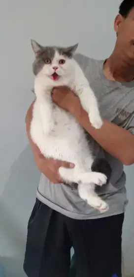 BSH bicolour jantan 1 tahun dh bisa kawin