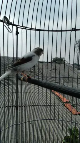 Kenari panda riwikan