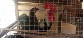 Jual ayam plung