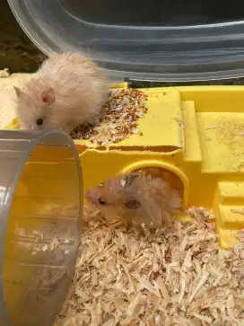 Jual Murah 3 Hamster + 2 Kandang Cepat dan BU