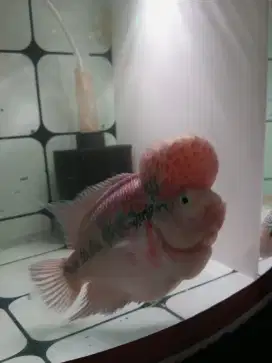 ikan louhan borong SRD dan Kamfa