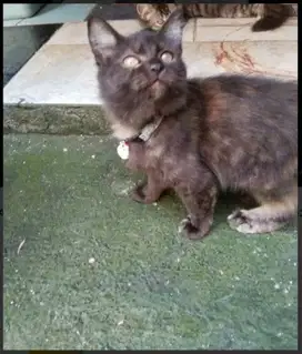 Si black cantik anakan persia