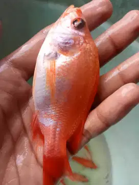 SEDIA BIBIT IKAN NILA MERAH