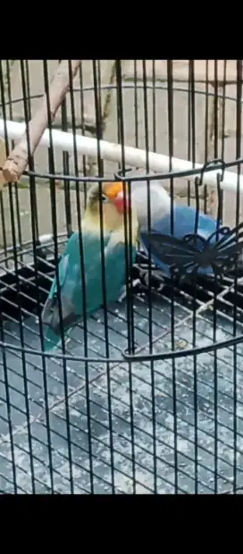Lovebird produksi lancar