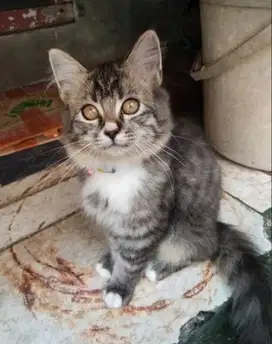 Si oreo ganteng anakan persia