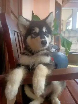 Alaskan malamute puppies
