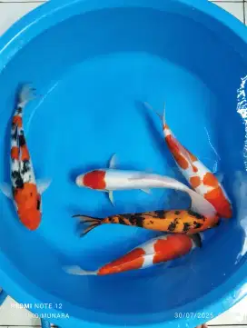 Ikan koi blitar