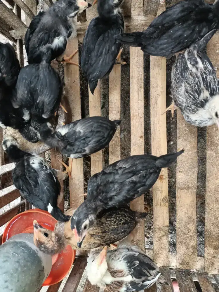 Jual doc ( anak ayam kampung)