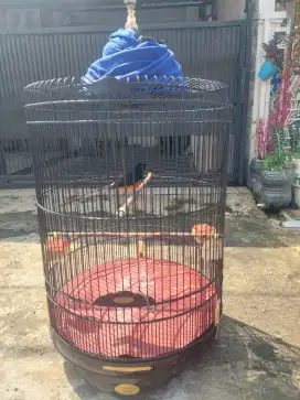 Murai batu medan gacor