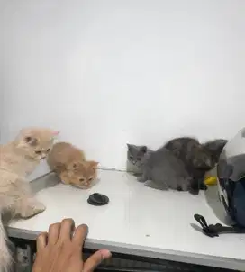 Kitten persia 3 bulan