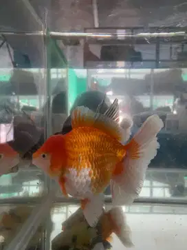 Ikan mas koki oranda