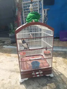 Burung jalak suren sangat gacor dan berisik