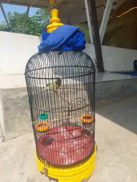 Kenari gacor warna bagus