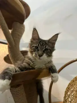 Kitten Mainecoon Good Quality Tabby Classic