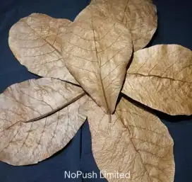 Daun ketapang super / Terminalia Catappa / kualitas eksport