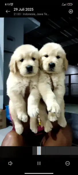 Golden retriever stb