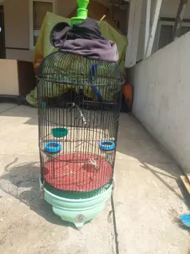 Burung decu / kacer mini gacor