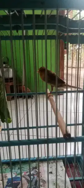 Monggo kenari betina