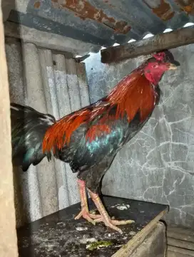 3 ekorAyam birkok umur 7 bulan ukuran 4