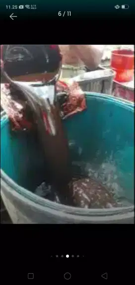 Tetes tebu Murni
